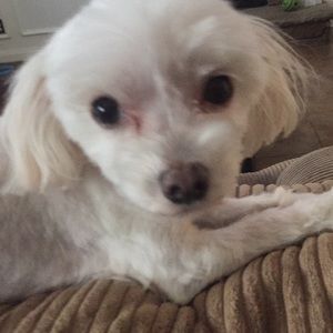 Meet your Posher, Randi